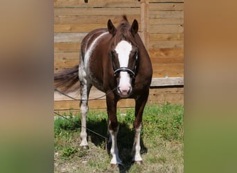 Freiberger, Merrie, 11 Jaar, 160 cm, Roodvos