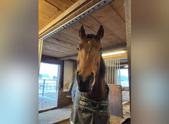 Freiberger, Merrie, 11 Jaar, 165 cm, Bruin