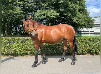 Freiberger, Merrie, 12 Jaar, 152 cm, Bruin