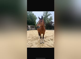 Freiberger, Merrie, 12 Jaar, 155 cm, Bruin
