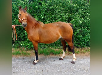 Freiberger, Merrie, 13 Jaar, 157 cm, Bruin
