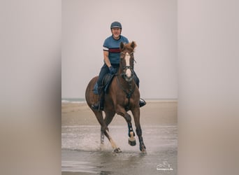 Freiberger, Merrie, 13 Jaar, 158 cm, Vos