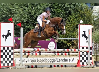Freiberger, Merrie, 13 Jaar, 158 cm, Vos