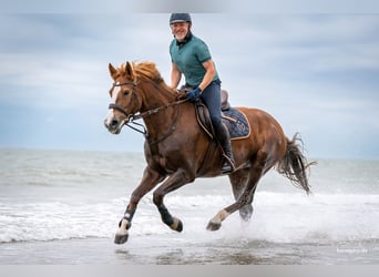 Freiberger, Merrie, 13 Jaar, 158 cm, Vos