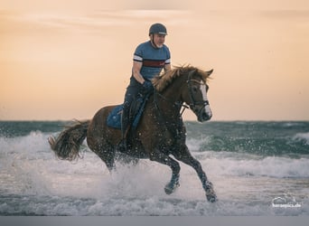 Freiberger, Merrie, 13 Jaar, 158 cm, Vos