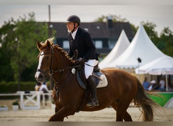 Freiberger, Merrie, 13 Jaar, 158 cm, Vos
