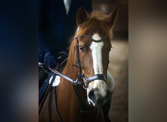 Freiberger, Merrie, 13 Jaar, 158 cm, Vos