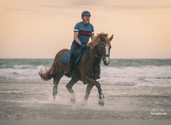 Freiberger, Merrie, 13 Jaar, 158 cm, Vos