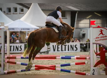 Freiberger, Merrie, 13 Jaar, 158 cm, Vos
