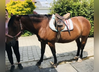 Freiberger, Merrie, 14 Jaar, 152 cm, Falbe