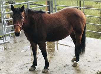 Freiberger, Merrie, 14 Jaar, 152 cm, Falbe