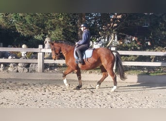 Freiberger, Merrie, 14 Jaar, Bruin