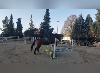 Freiberger, Merrie, 14 Jaar, Bruin