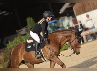 Freiberger Mix, Merrie, 16 Jaar, 160 cm, Donkere-vos