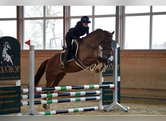 Freiberger Mix, Merrie, 16 Jaar, 160 cm, Donkere-vos