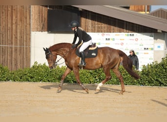 Freiberger Mix, Merrie, 16 Jaar, 160 cm, Donkere-vos