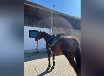 Freiberger Mix, Merrie, 16 Jaar, 160 cm, Donkere-vos