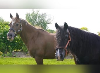 Freiberger Mix, Merrie, 17 Jaar, 155 cm