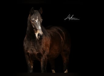 Freiberger Mix, Merrie, 18 Jaar, 169 cm, Bruin