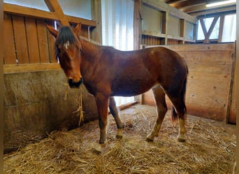 Freiberger, Merrie, 1 Jaar, 154 cm