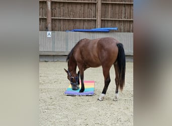 Freiberger, Merrie, 1 Jaar, 155 cm, Bruin