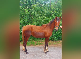 Freiberger, Merrie, 1 Jaar, 158 cm, Bruin
