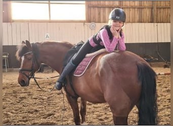 Freiberger, Merrie, 20 Jaar, 155 cm, Bruin