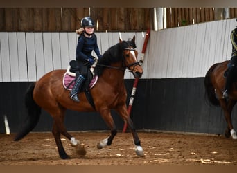 Freiberger, Merrie, 20 Jaar, 155 cm, Bruin