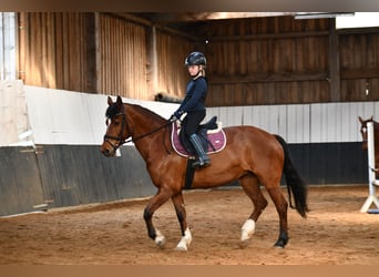 Freiberger, Merrie, 20 Jaar, 155 cm, Bruin