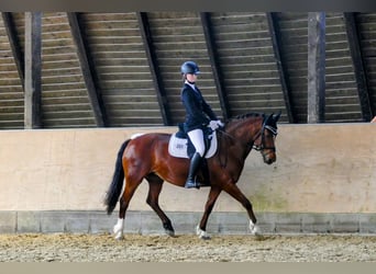 Freiberger, Merrie, 20 Jaar, 155 cm, Bruin