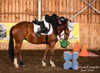 Freiberger, Merrie, 20 Jaar, 155 cm, Bruin