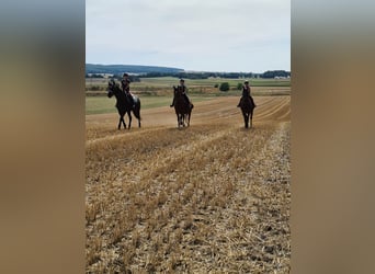 Freiberger, Merrie, 20 Jaar, 155 cm, Bruin