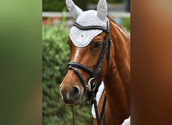 Freiberger, Merrie, 20 Jaar, 155 cm, Bruin