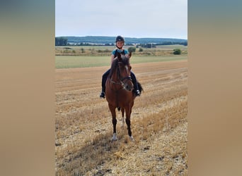 Freiberger, Merrie, 20 Jaar, 155 cm, Bruin