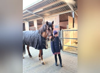 Freiberger, Merrie, 20 Jaar, 155 cm, Bruin