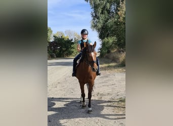 Freiberger, Merrie, 20 Jaar, 155 cm, Bruin