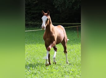 Freiberger, Merrie, 2 Jaar, 160 cm, Vos