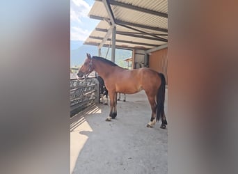 Freiberger, Merrie, 3 Jaar, 151 cm, Bruin