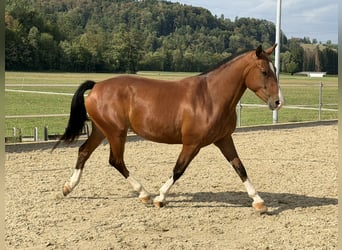 Freiberger, Merrie, 3 Jaar, 152 cm, Bruin