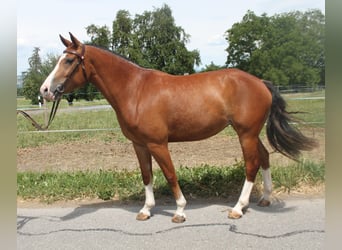 Freiberger, Merrie, 3 Jaar, 154 cm, Bruin