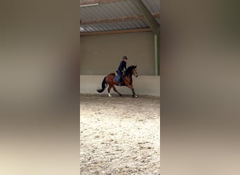 Freiberger, Merrie, 3 Jaar, 154 cm, Bruin