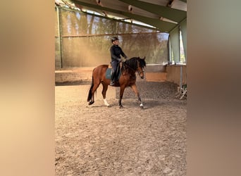 Freiberger, Merrie, 3 Jaar, 154 cm, Bruin