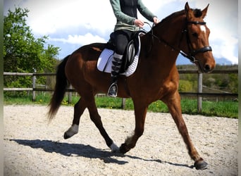 Freiberger, Merrie, 3 Jaar, 157 cm, Bruin