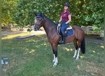 Freiberger, Merrie, 3 Jaar, 157 cm, Bruin