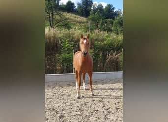 Freiberger, Merrie, 3 Jaar, 157 cm, Vos