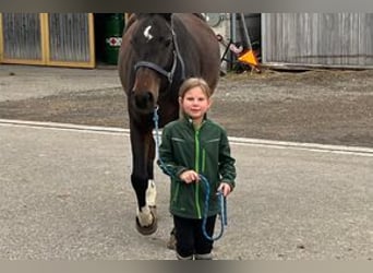 Freiberger, Merrie, 3 Jaar, 158 cm, Zwartbruin