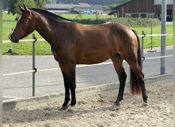 Freiberger, Merrie, 3 Jaar, Donkerbruin