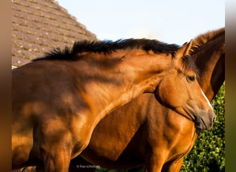 Freiberger, Merrie, 4 Jaar, 154 cm, Bruin