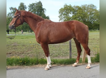 Freiberger, Merrie, 4 Jaar, 157 cm, Vos