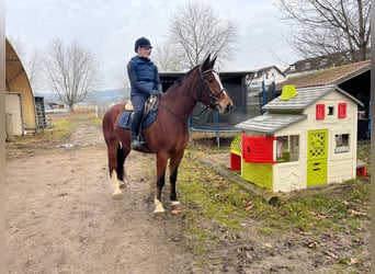 Freiberger, Merrie, 4 Jaar, 158 cm, Bruin